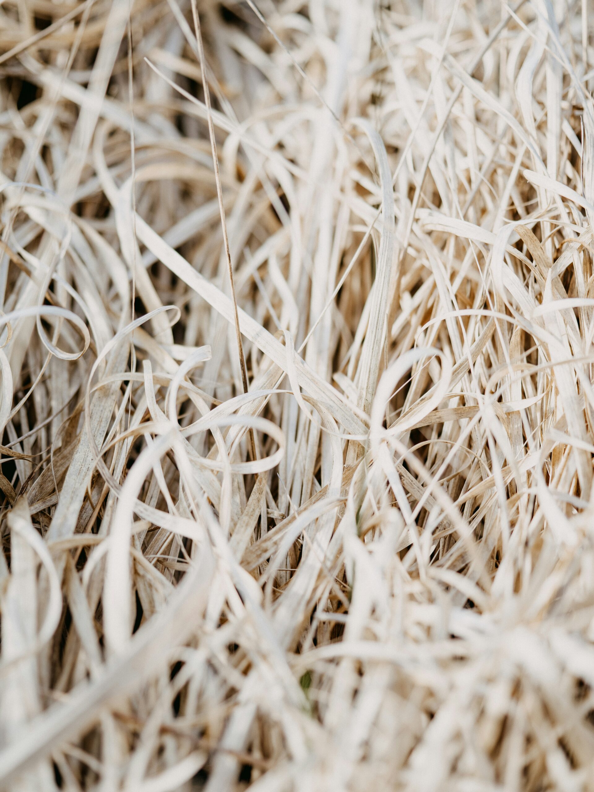 Wooden Chip