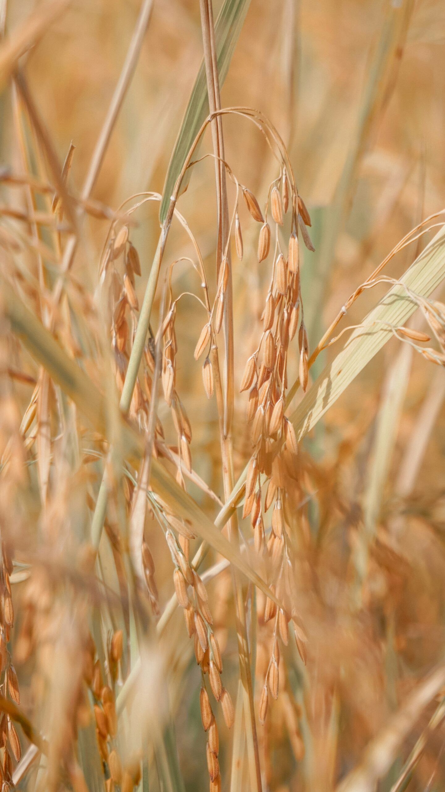 Rice Husk Exporters In Pakistan