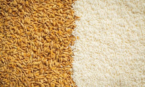 paddy-rice-white-rice-wallpaper-details-scaled-rba5zd77dlex9f2zqhhgqvxmlw2qmi7w1ka6di6wmw