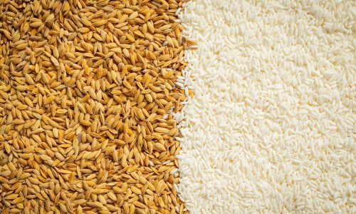 paddy rice and white rice background